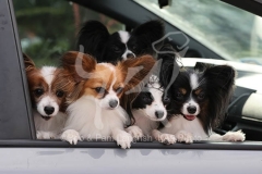 Papillon