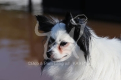 Papillon
