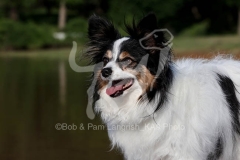Papillon