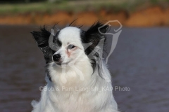 Papillon