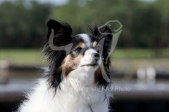 Papillon