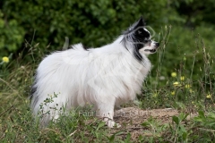 Papillon