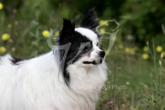 Papillon