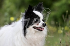 Papillon
