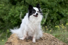 Papillon