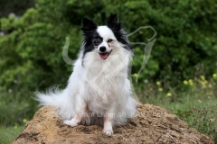 Papillon