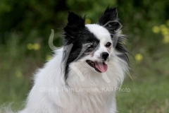 Papillon