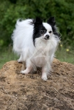 Papillon