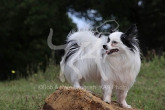 Papillon