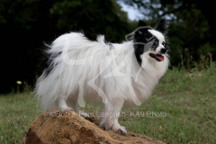 Papillon