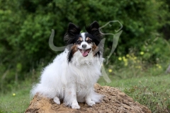 Papillon