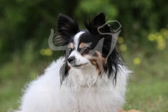Papillon
