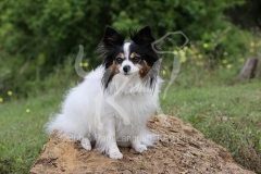 Papillon