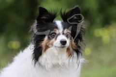 Papillon