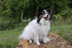 Papillon