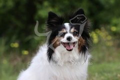 Papillon