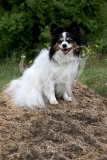 Papillon