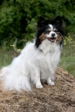Papillon