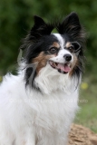 Papillon