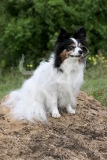 Papillon
