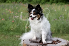 Papillon