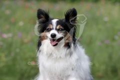 Papillon