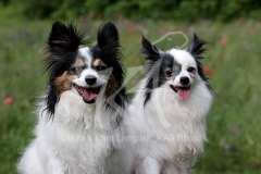 Papillon