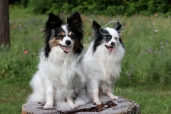 Papillon