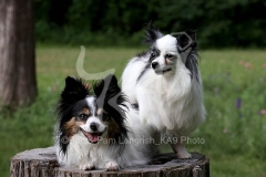 Papillon