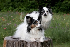 Papillon