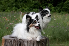 Papillon
