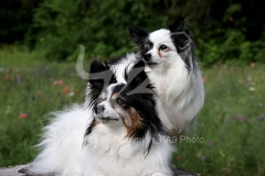 Papillon