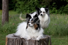 Papillon