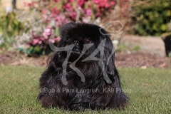 Pekingese