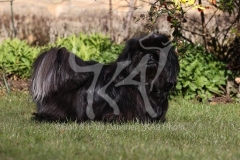 Pekingese