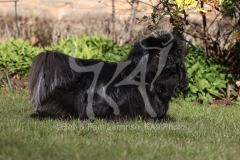 Pekingese