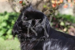 Pekingese