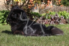 Pekingese