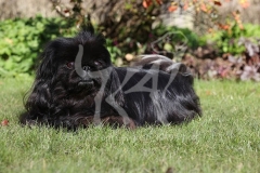 Pekingese