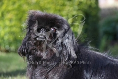 Pekingese