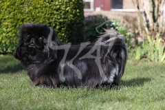 Pekingese
