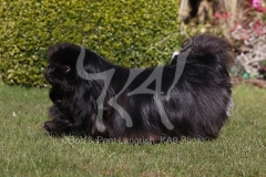 Pekingese