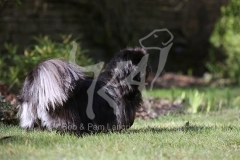 Pekingese