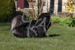 Pekingese