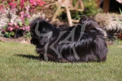 Pekingese