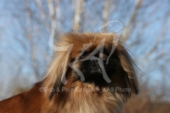Pekingese