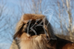 Pekingese