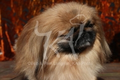 Pekingese