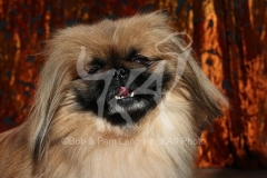 Pekingese
