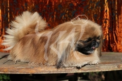 Pekingese